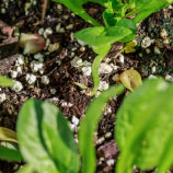perlite is a popular ingredient in potting soils